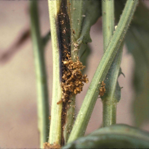 Close-up of light-green weed stems with elongated dark recess in one. Bottom half of hole is filled with fluffy mass of brownish excrement and silk.