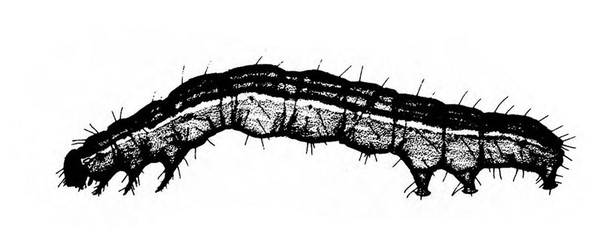 Side view shows legs and prolegs and small, rounded head. Upper body slightly arched and shaded darker with light, longitudinal stripes. Black and white art.