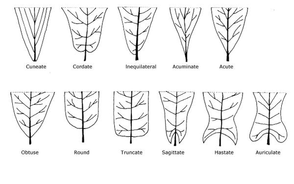 Illustrations of Leaf Base